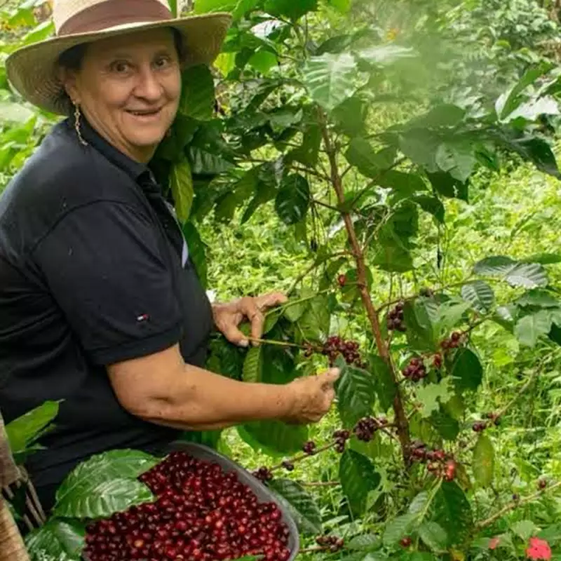 Roasted Coffee. Net Wt. 16 Oz. 100% arabica Colombian Coffee. Castillo variety. Ground or whole bean