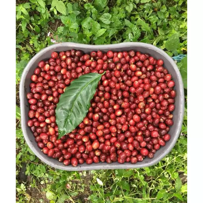 Roasted Coffee. Net Wt. 16 Oz. 100% arabica Colombian Coffee. Castillo variety. Ground or whole bean