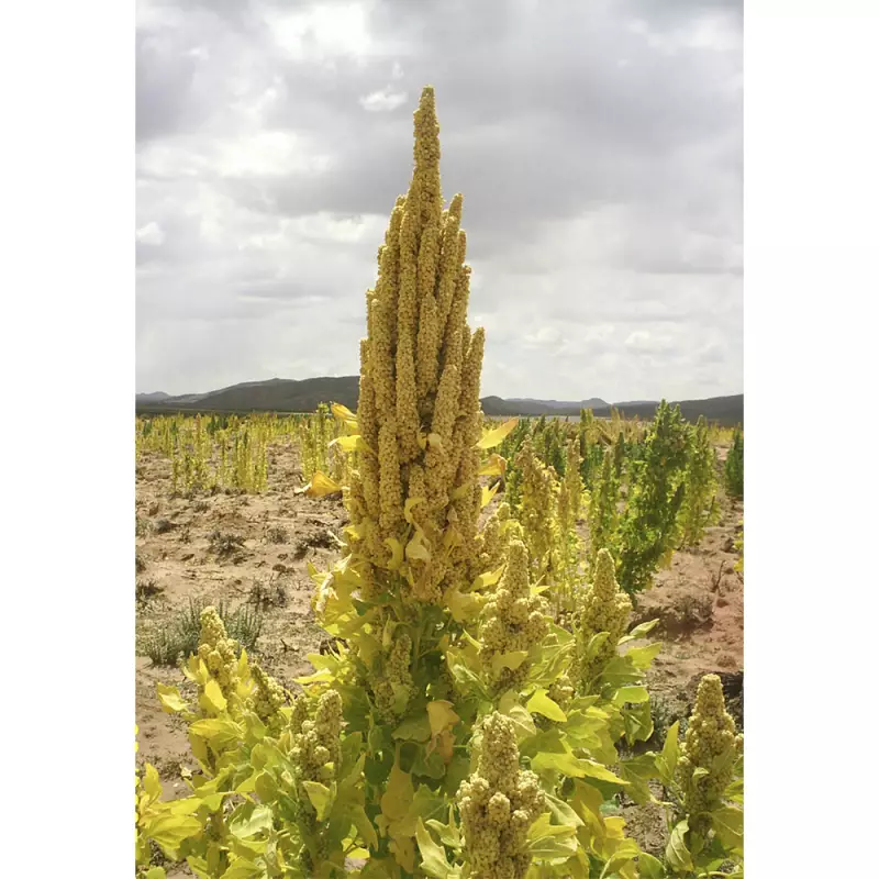 Andean Valley | Organic White Royal Quinoa Flour | 44 lb. E