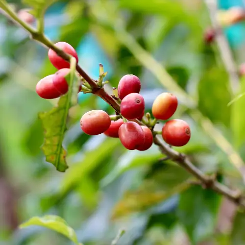 LAVID COFFEE 12 oz, - GEISHA , Medium Roast. Whole Bean