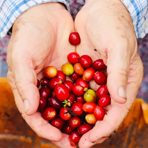 LAVID COFFEE - ORGANIC, Medium Roast Whole Bean