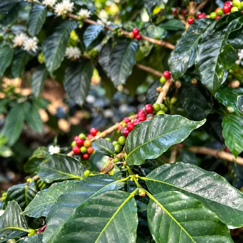 LAVID COFFEE. 16 oz. - Specialty Coffee, Medium Roast. Whole Bean