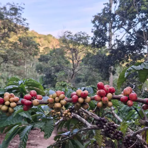 MONTÉ - 12 oz (340 g) - 100% Arabica Ground Coffee