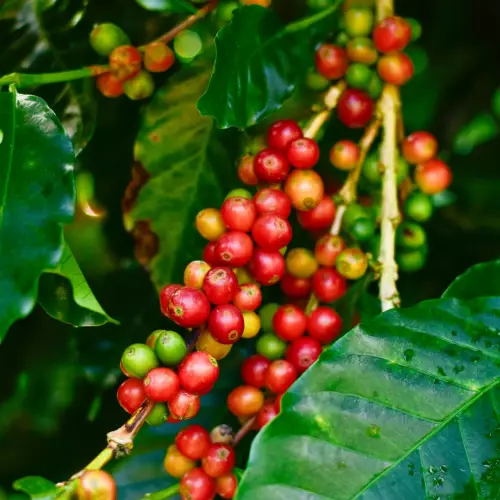 MONTÉ - 16 oz (450 g) - 100% Arabica Whole Bean Coffee
