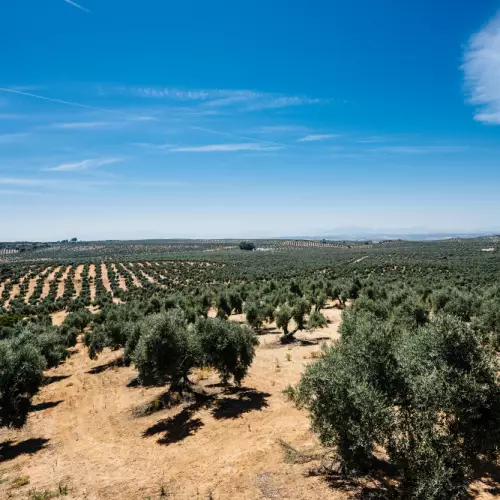 Pago de Espejo-Evoo extra virgin olive oil- 16,90oz with canister- Jaen-Early harvest