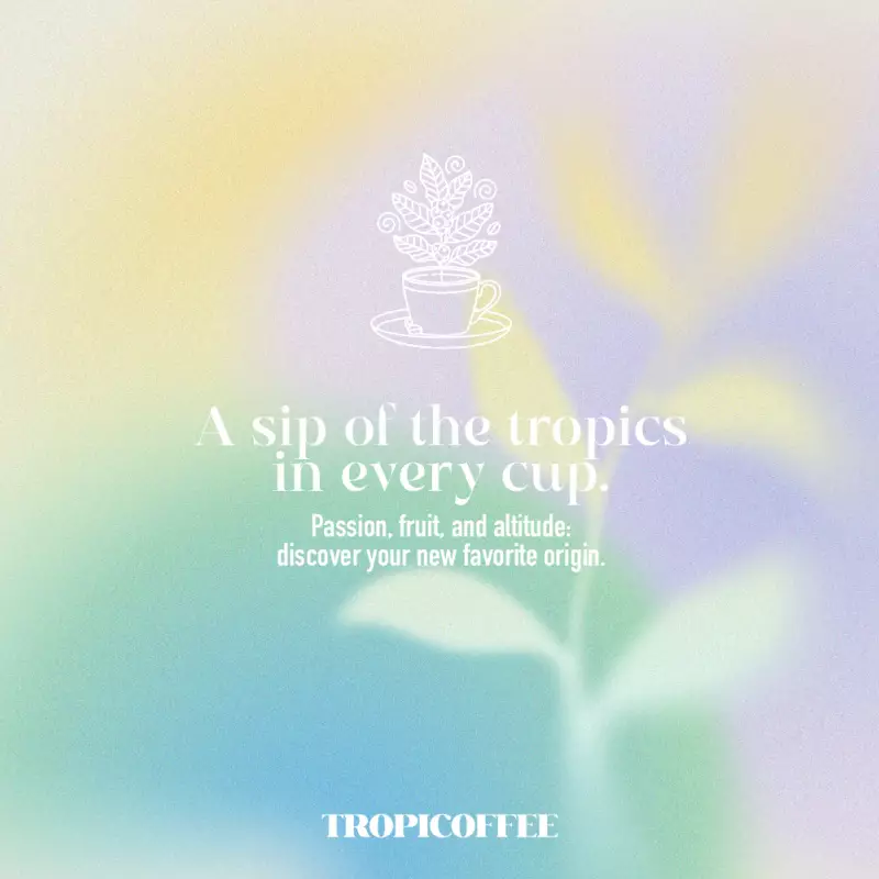 Tropicoffee | Ground Coffee - Coconut | 12oz