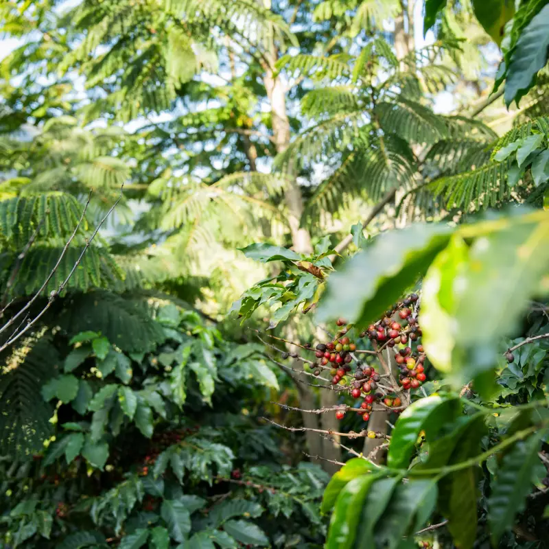 Ground Roasted Coffee | 16oz |Bolivian specialy coffee