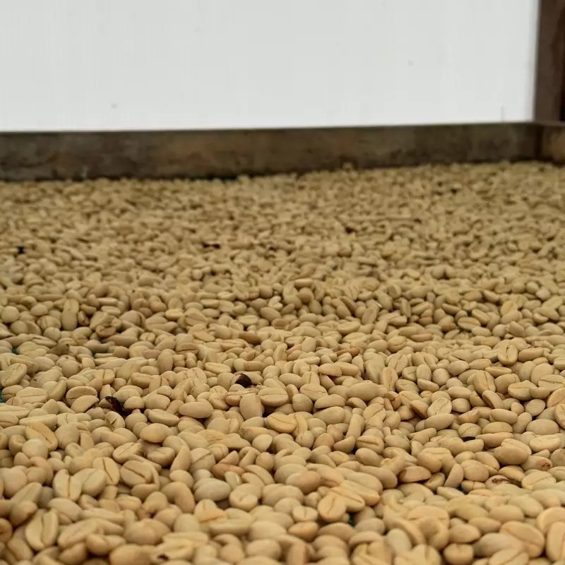 Ground Roasted Coffee | 16oz |Bolivian specialy coffee