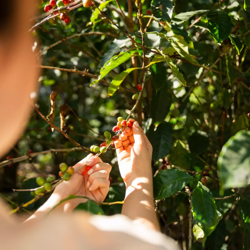 Ground Roasted Coffee | 8oz | Bolivian specialy coffee