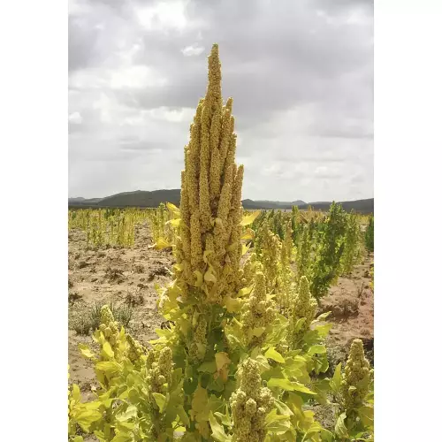 Andean Valley | Organic White Royal Quinoa Grain | 10,58oz.