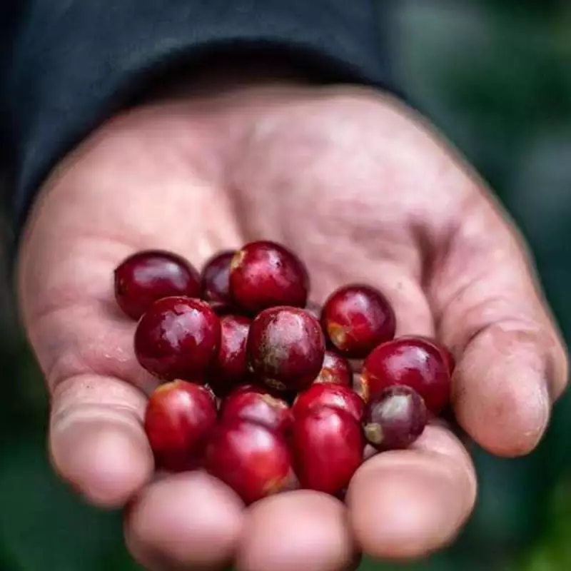 Roasted Coffee. Net Wt. 16 Oz. 100% arabica Colombian Coffee. Geisha variety. Ground or whole bean