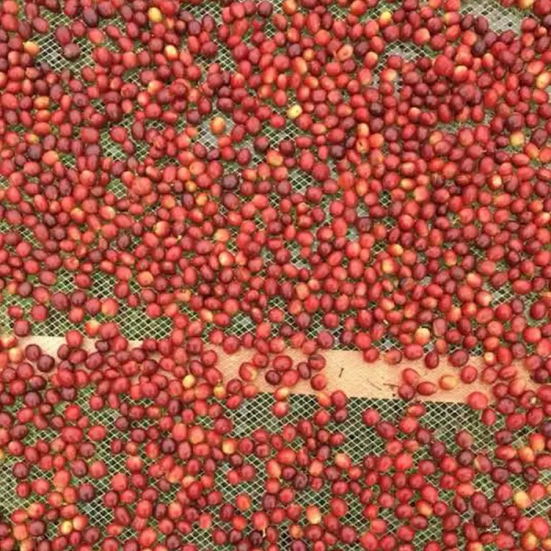 Roasted Coffee. Net Wt. 16 Oz. 100% arabica Colombian Coffee. Geisha variety. Ground or whole bean