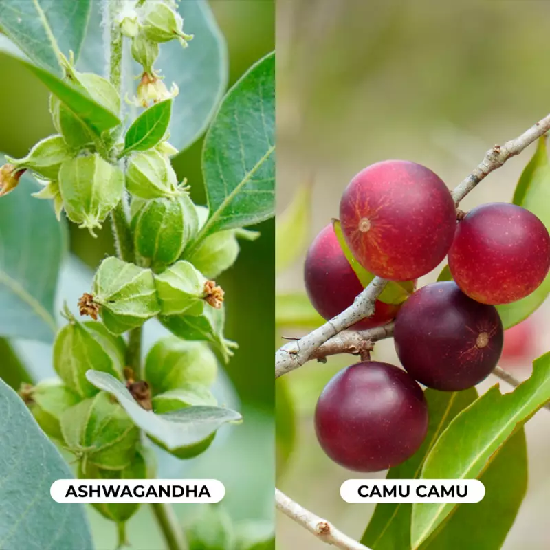 Tinku | Calm & Energy Gummies | Ashwagandha Camu Camu | 4.2 oz