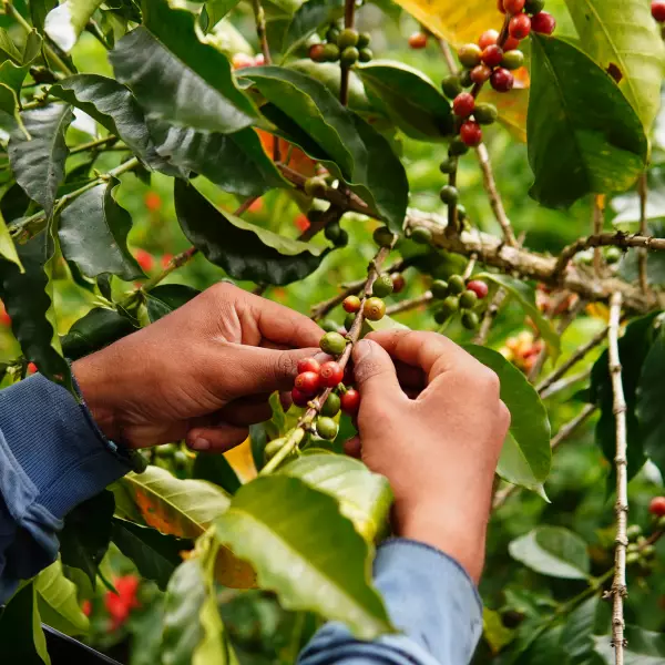 Colombian ground coffee of origin in the North of Santander