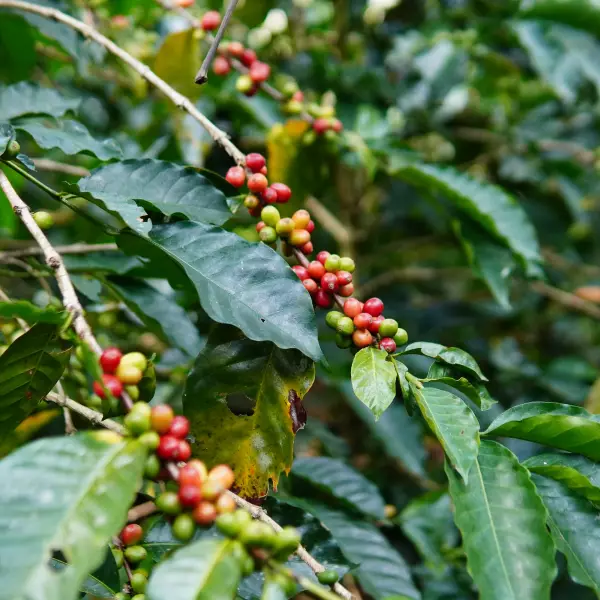 Colombian roasted coffee beans of origin in the North of Santander