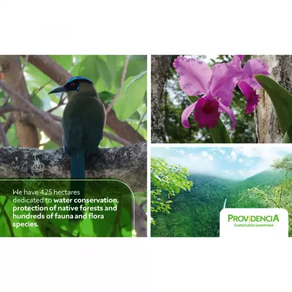 Providencia | Organic Sugar | 24oz resealable doypack | Possibility to do Private Label E.