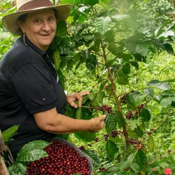 Roasted Coffee. Net Wt. 16 Oz. 100% arabica Colombian Coffee. Castillo variety. Ground or whole bean