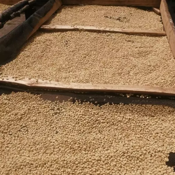 Roasted Coffee. Net Wt. 16 Oz. 100% arabica Colombian Coffee. Castillo variety. Ground or whole bean