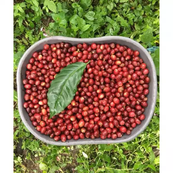 Roasted Coffee. Net Wt. 16 Oz. 100% arabica Colombian Coffee. Castillo variety. Ground or whole bean
