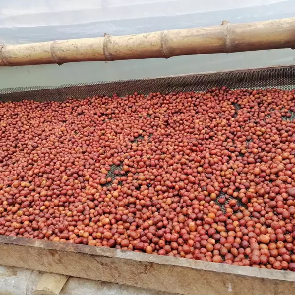 Roasted Coffee. Net Wt. 16 Oz. 100% arabica Colombian Coffee. Castillo variety. Ground or whole bean