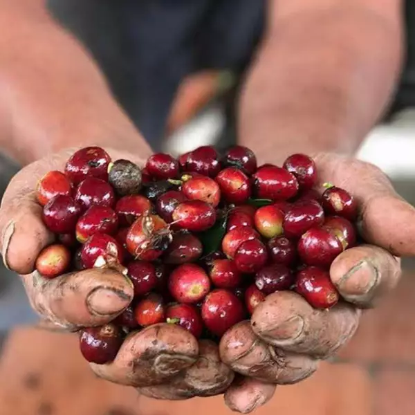 Roasted Coffee. Net Wt. 16 Oz. 100% arabica Colombian Coffee. Caturra variety. Ground or whole bean
