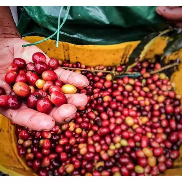 Roasted Coffee. Net Wt. 16 Oz. 100% arabica Colombian Coffee. Caturra variety. Ground or whole bean