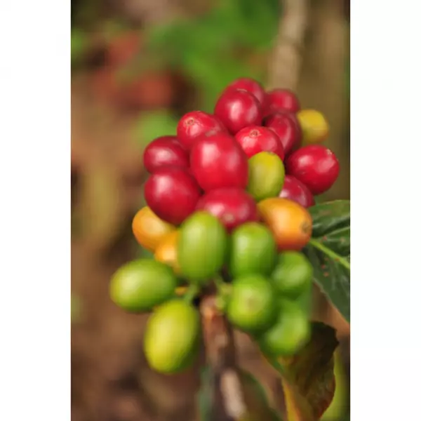 Trujillo Origin Coffee - Whole Bean 12 Oz Smooth Flavor. Sugar Cane. Melao And Ripe Fruit