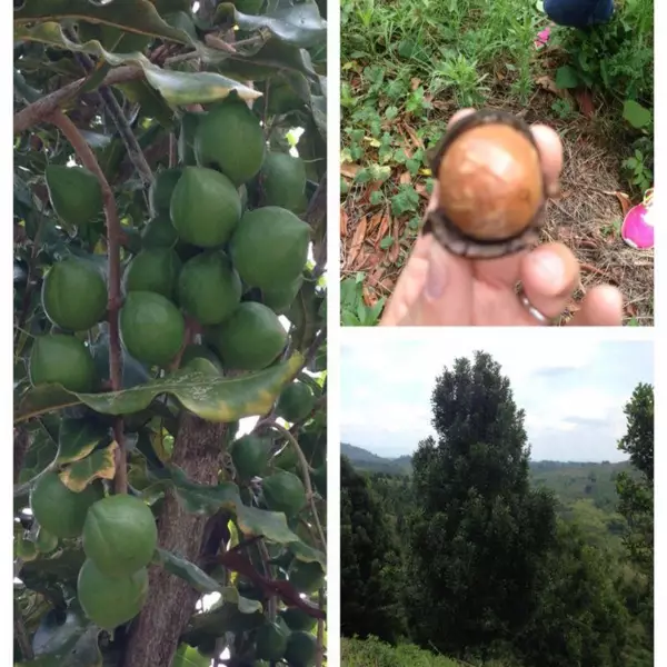 Caramelized Macadamia with sesame seeds 1.41 oz