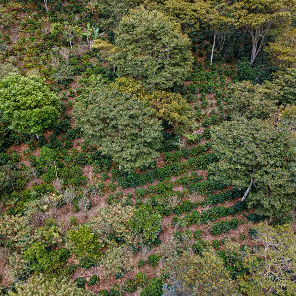 Colombian ground coffee of origin in the North of Santander