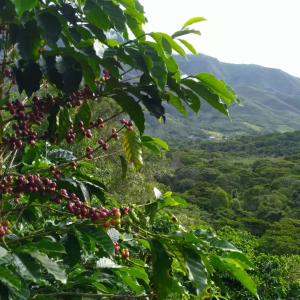 Ground Roasted Coffee / Café Monteverde /35.27 Oz